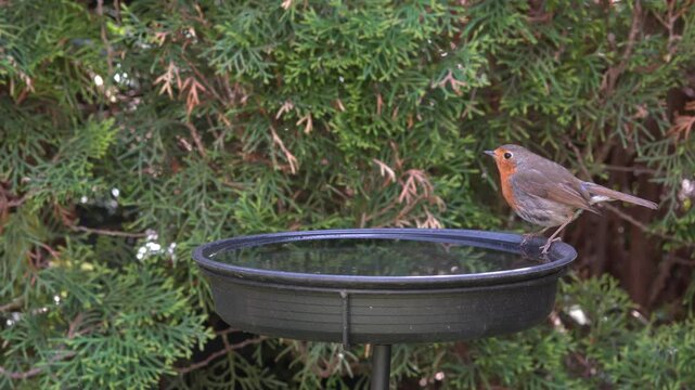 robin at the birdbath