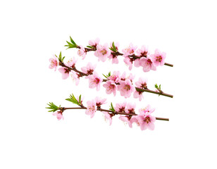 Pink cherry blossom tree branch blooming in spring, isolated on white