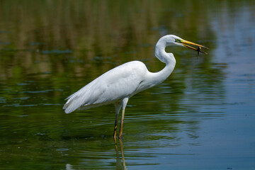 heron marsh bird fishing fish or amphibians in marshes lakes and rivers in europe