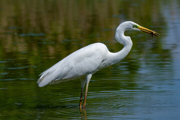 heron marsh bird fishing fish or amphibians in marshes lakes and rivers in europe