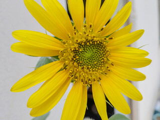 Close-ups Beautiful Nature Sun Flower With Seed in Day Light.