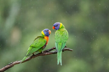 Two beautiful, multi-colored rainbow lorikeets looking at each other in the rain as they perch on a branch against a blurred background in a suburban garden on the Gold Coast in Queensland, Australia.