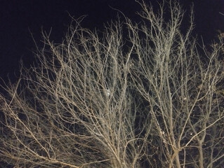 Tree Night Picture Autumn Season