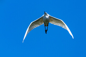 heron marsh bird fishing fish or amphibians in marshes lakes and rivers in europe