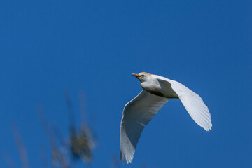 heron marsh bird fishing fish or amphibians in marshes lakes and rivers in europe