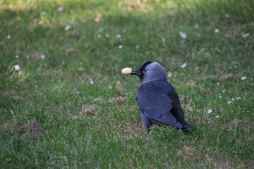 A close up of a western-jackdaw