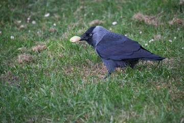 A close up of a western-jackdaw