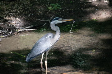 Fototapeta premium A Grey heron at the lake