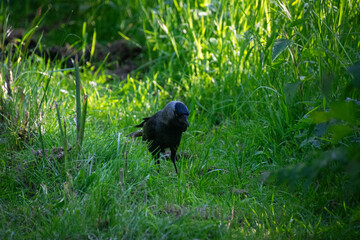 A close up of a western-jackdaw