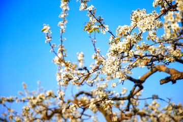 Blooming pear flower, very beautiful