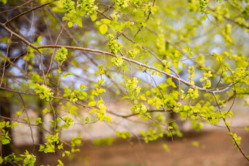 A branch of the elm tree. Dutch elm. Golden elm, in spring