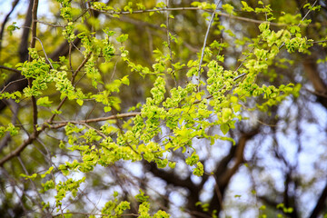A branch of the elm tree. Dutch elm. Golden elm, in spring