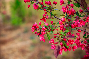 The blooming begonia flowers are in spring.