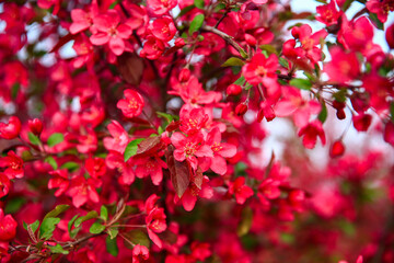 The blooming begonia flowers are in spring.