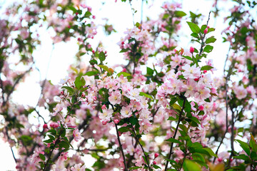 The blooming begonia flowers are in spring.