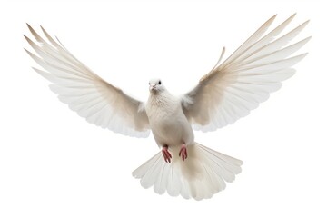 Obraz premium Photo of flying dove animal white bird.