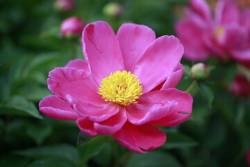 Obraz premium Pink blooming peony, outside shooting