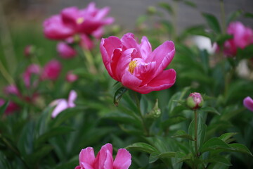 Naklejka premium Pink blooming peony, outside shooting
