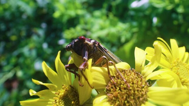 Mountain cicada (Cicadetta montana, male) (Cicadidae, Hemiptera) on slopes of seaside forest hills. Sakhalin, Far eastern population. Shrilling was venerated by ancient Greeks, but detested by Virgil