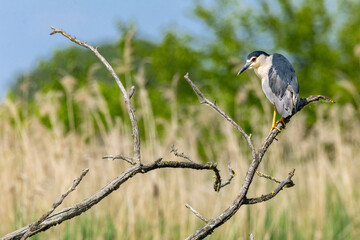 heron marsh bird fishing fish or amphibians in marshes lakes and rivers in europe