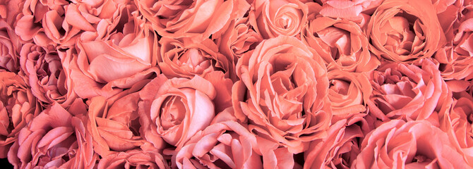 Natural background of rose petals