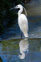 heron marsh bird fishing fish or amphibians in marshes lakes and rivers in europe