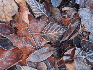 Frost