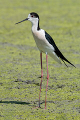 black-winged bird that lives in lakes and rivers in Italy