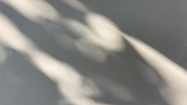 Abstract natural tree leaves shadow on white wall background