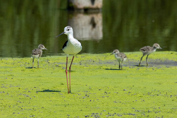 black-winged bird that lives in lakes and rivers in Italy