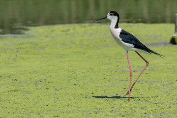 black-winged bird that lives in lakes and rivers in Italy
