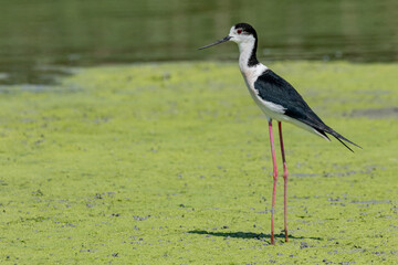 black-winged bird that lives in lakes and rivers in Italy