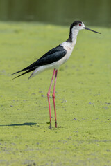 black-winged bird that lives in lakes and rivers in Italy