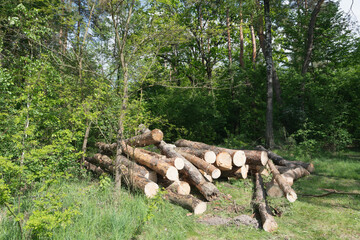 Pile of freshly cut logs in a forest setting