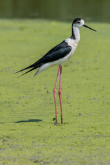 black-winged bird that lives in lakes and rivers in Italy