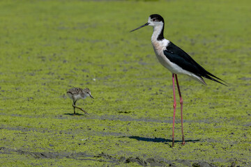 black-winged bird that lives in lakes and rivers in Italy