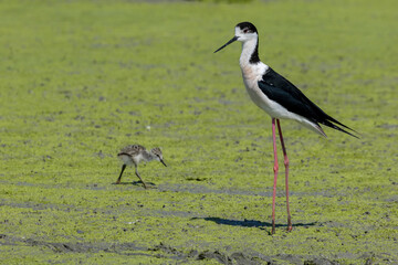 black-winged bird that lives in lakes and rivers in Italy