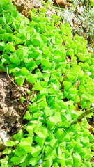 Young clover plants waking up after winter.
