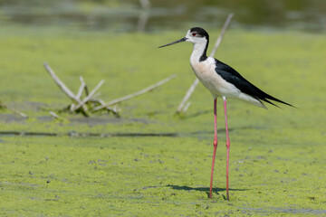 black-winged bird that lives in lakes and rivers in Italy