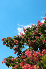 Red flowers with selective focus. Red horse-chestnut (Aesculus × carnea), a hybrid of two species of horse-chestnut. Close-up of chestnut blossom. Chestnut flowers among green leaves