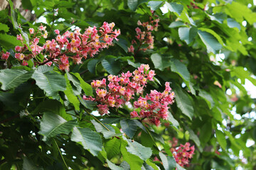 Obraz premium Red flowers with selective focus. Red horse-chestnut (Aesculus × carnea), a hybrid of two species of horse-chestnut. Close-up of chestnut blossom. Chestnut flowers among green leaves