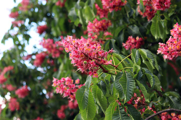 Obraz premium Red flowers with selective focus. Red horse-chestnut (Aesculus × carnea), a hybrid of two species of horse-chestnut. Close-up of chestnut blossom. Chestnut flowers among green leaves