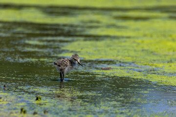 black-winged bird that lives in lakes and rivers in Italy
