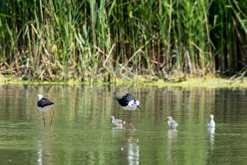 black-winged bird that lives in lakes and rivers in Italy