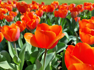 red tulips - flowers on flower bed. Springtime
