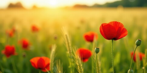 Intense red poppies dotting a waving field of barley, sunny day , summer, vibrant, bright