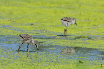 black-winged bird that lives in lakes and rivers in Italy