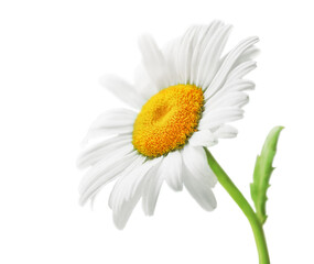 Obraz premium white, large daisy is isolated on a white background.