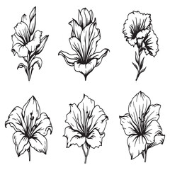 Minimalist gladiolus floral line art vector design artwork