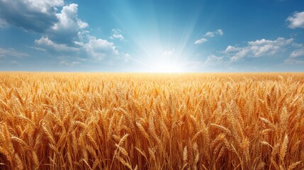 Fototapeta premium Vast golden wheat field under a bright sky with a radiant sun shining, creating a serene and picturesque agricultural landscape.